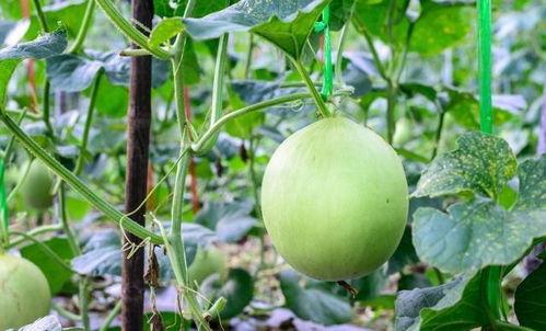 巅峰的喉咙吃瓜