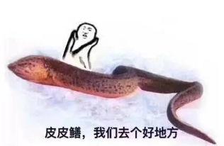 网红扣黄鳝如何做假