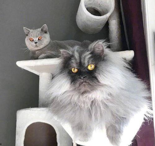 灰白网红猫,萌态可掬的互联网宠儿