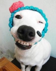 泰国明星狗,闪耀舞台的忠诚伙伴