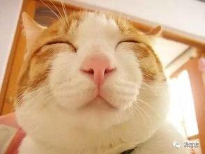 猫咪大笑头条号