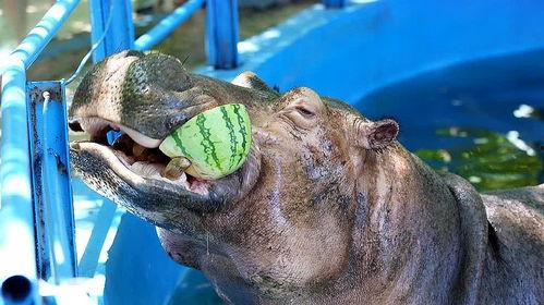 动物吃瓜事件图片真实