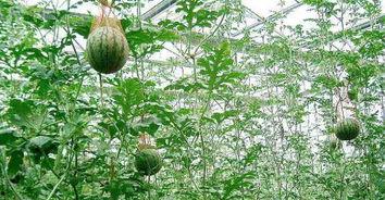 树底下吃瓜的王,王生悠然自得